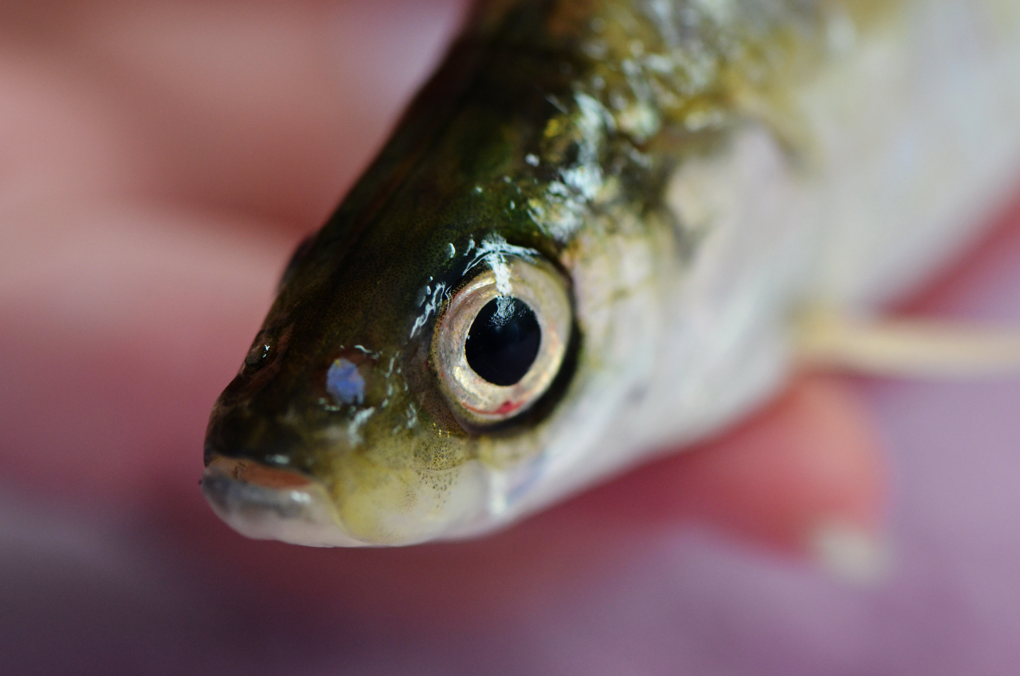 USFWS Fisheries on X: Bloaters, a type of deepwater cisco, play a vital  role in the Great Lakes food web. They are a forage for lake trout. The  Fish and Wildlife Service