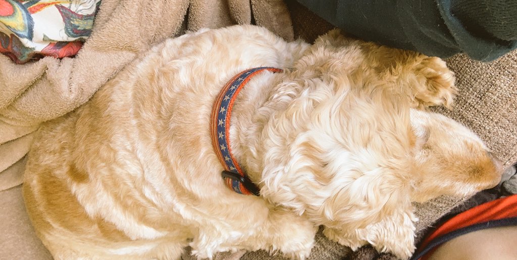 Laid on the sofa in front of mummy. Have had a great day today - been a happy spaniel, rolled in the grass, tail wagging and really want my ball but it is still confiscated 🙄. 🐾🐾