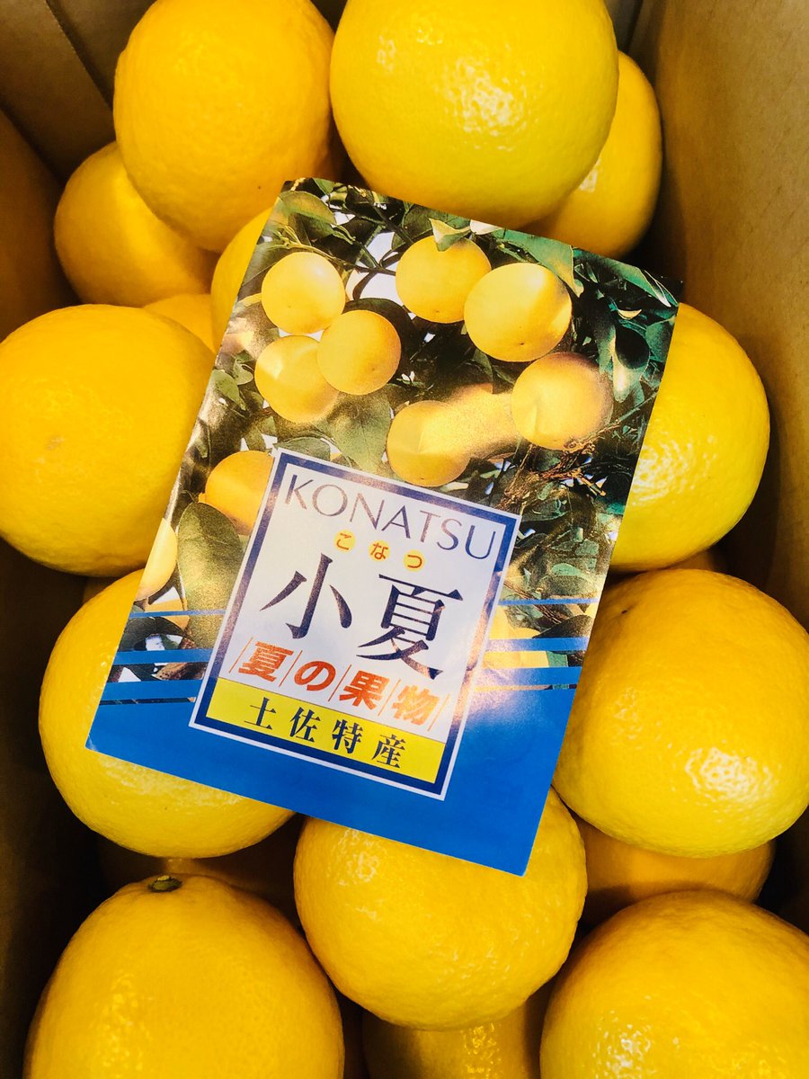 Uzivatel 株 一富士フルーツ Na Twitteru 高知では小夏 宮崎県では日向夏 ひゅうがなつ 愛媛県ではニューサマーオレンジと呼ばれています 爽やかな甘さと酸味は初夏にぴったりの柑橘です 白いフワフワの皮に甘味があるため りんごのように外皮をむき 白い Uzivatel 株 一富士フルーツ Na Twitteru 高知では小夏 宮崎県では日向夏 ひゅうがなつ 愛媛県ではニューサマーオレンジと呼ばれています 爽やかな甘さと酸味は初夏にぴったりの柑橘です 白いフワフワの皮に甘味があるため りんごのように外皮をむき 白い