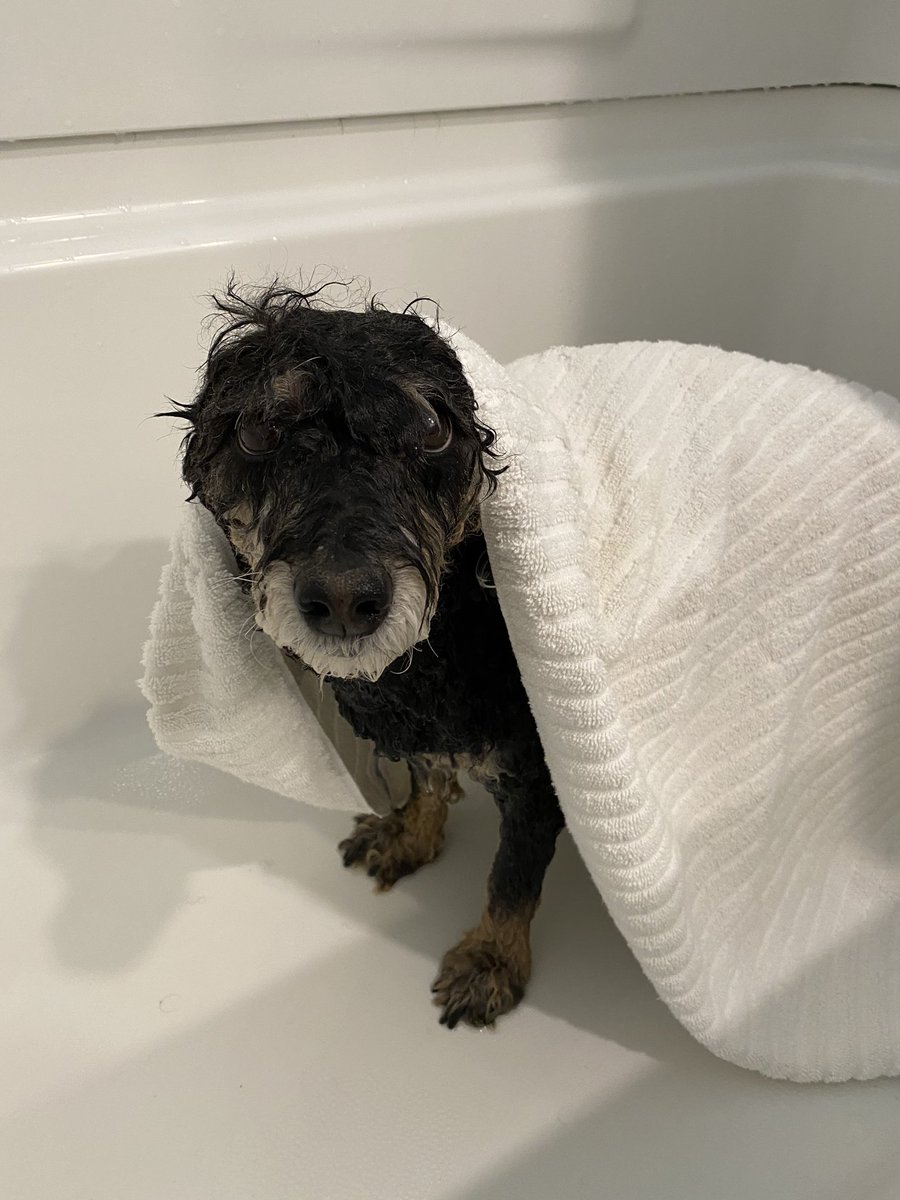 YantoAdventures's tweet photo. I need easy access tests for Ms. Rona to hurry up and be developed. And a vaccine. Not going to the puppy spa and having to endure these at home baths is unacceptable! 

#dog #dogs #dogsoftwitter #puppies #adopteddog #adopteddogsofinstagram   #rescuedog #az #phoenix #COVID https://t.co/njUMgifvZF