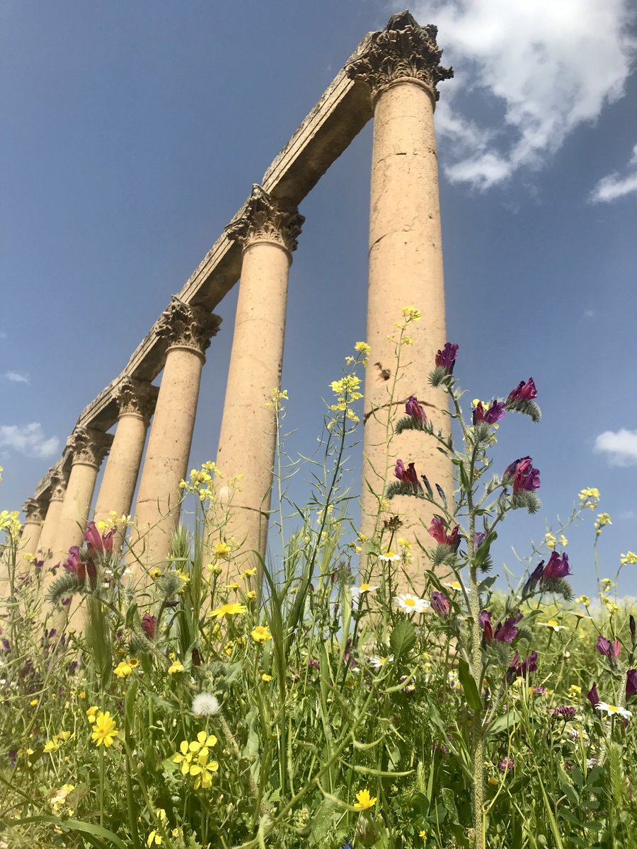 Walking down the colonnaded street is a memorable experience, especially at this time of year when the flowers are blooming! In 1867, the  @PalExFund visited in winter, so the view, though no less impressive, was a touch less pastoral than on last year's  @Martin_Randall tour
