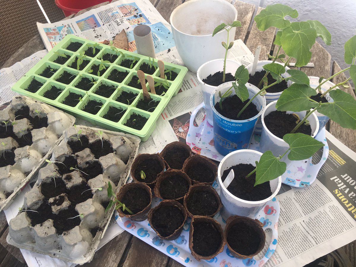 Lettuce and tomatoes doing well, but look at my green beans!  Have learned how to prick-out (ahem) and re-pot today. 