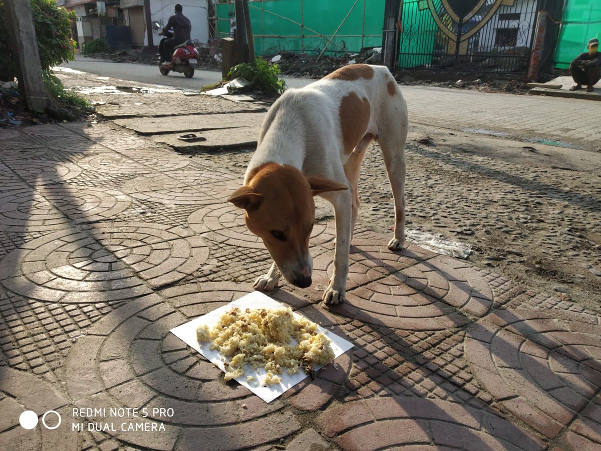 AnimalWelfareP3's tweet photo. #LockDownDay26
Everday, we have a fun time with the furries ,we know that during this lockdown many of you must be missing out on the love.
We bring you updates everyday so that you know that our furries are taken care of.
@Manekagandhibjp @dibrugarhpolice @PetaIndia @PMOIndia https://t.co/hrw6QpTqgq