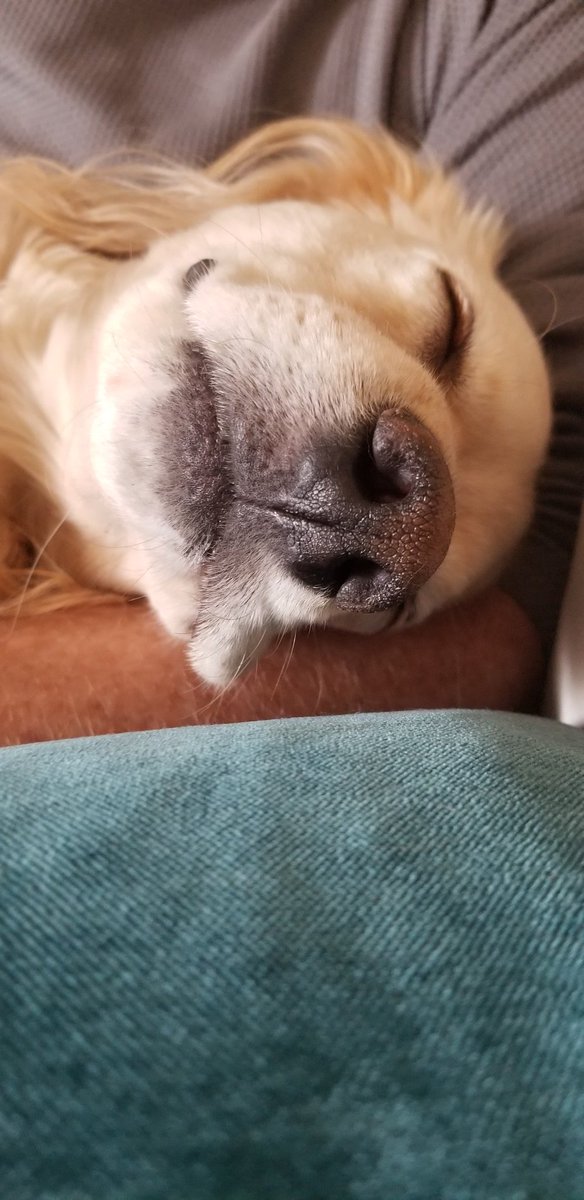 26point1's tweet image. #snootaboop