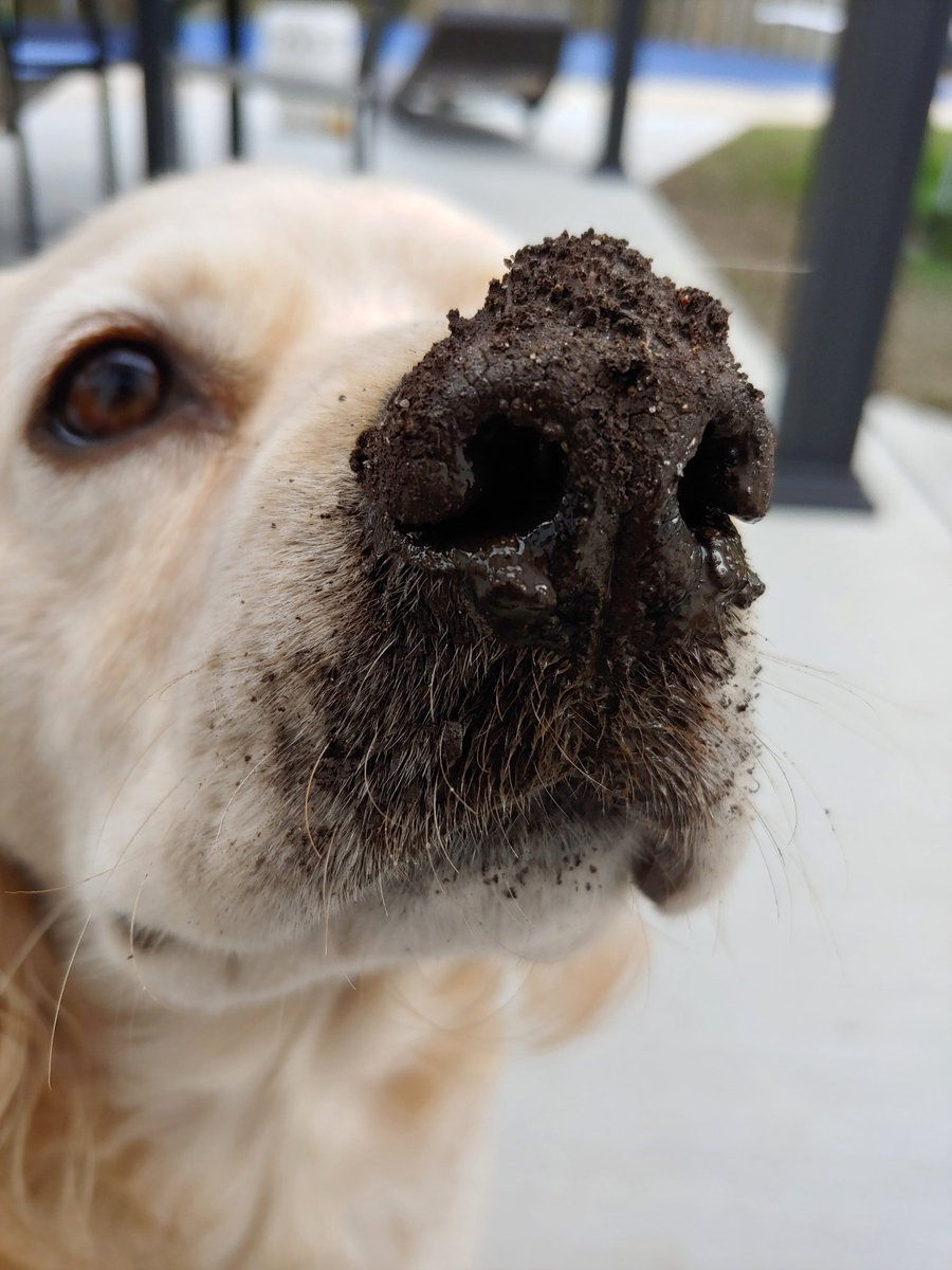 26point1's tweet image. #snootaboop