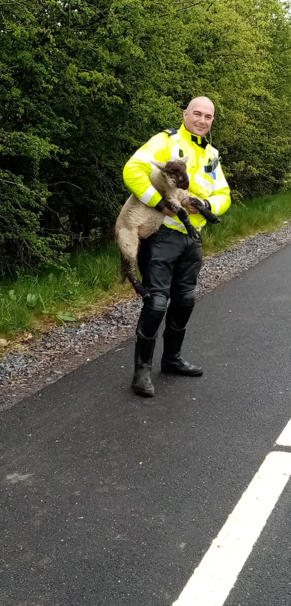 gardainfo's tweet photo. Naas Gardaí received call that lambs were loose on the M7, we brought them back to the  safety of their field nearby. All in a day’s work during #Covid19
#StayAtHomeAndStaySafe
#PhysicalDistancing https://t.co/9uL0vTFHn7