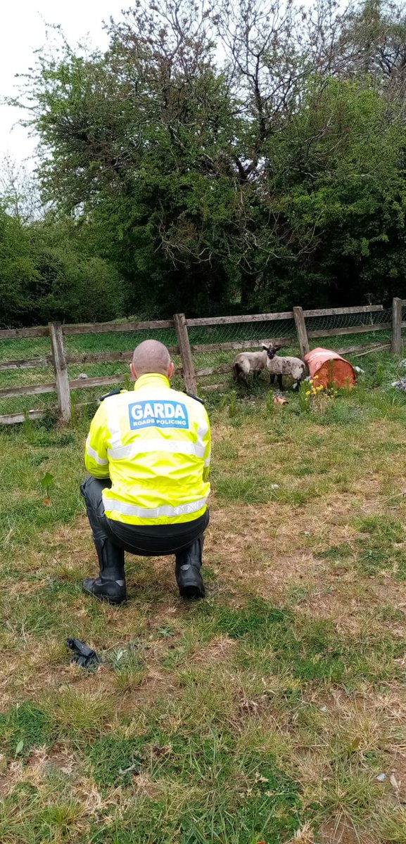 gardainfo's tweet photo. Naas Gardaí received call that lambs were loose on the M7, we brought them back to the  safety of their field nearby. All in a day’s work during #Covid19
#StayAtHomeAndStaySafe
#PhysicalDistancing https://t.co/9uL0vTFHn7