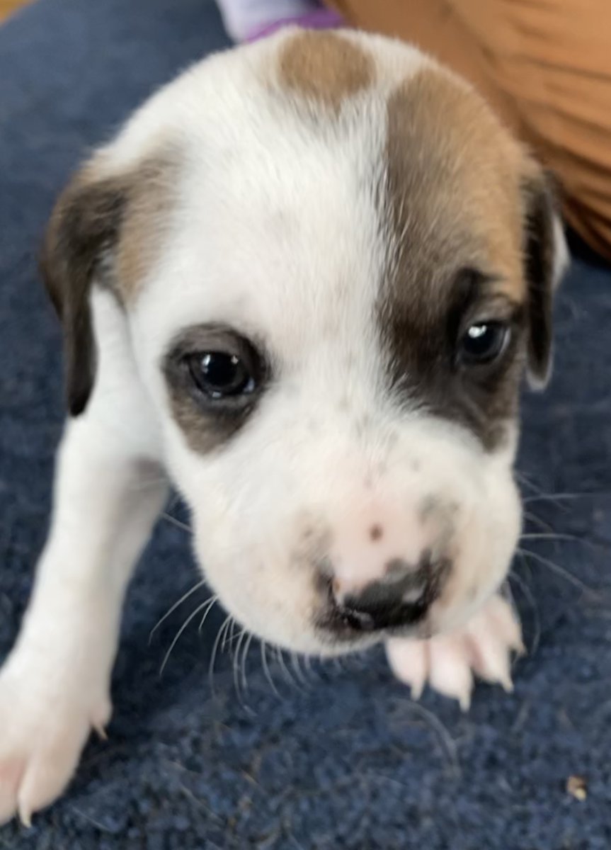 Liberty’s Dream tweet media