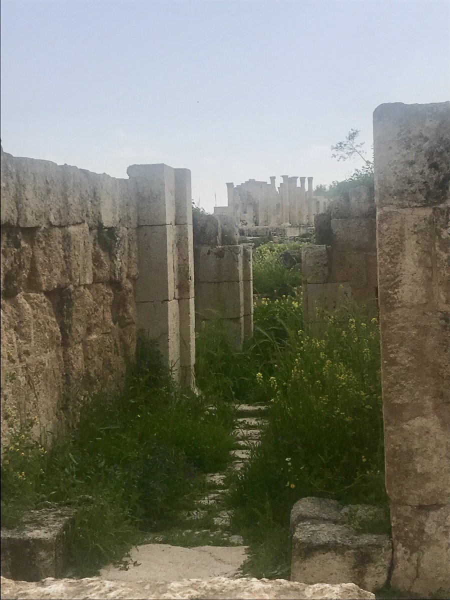 @Martin_Randall Essential Jordan Tour Day 2. The stunning Temple of Artemis dominates the skyline of Jerash. Here it is in the distance from the buildings behind the colonnaded street, and its Propylaeum. You can also just see the 1930s excavation dig house peeking out behind!