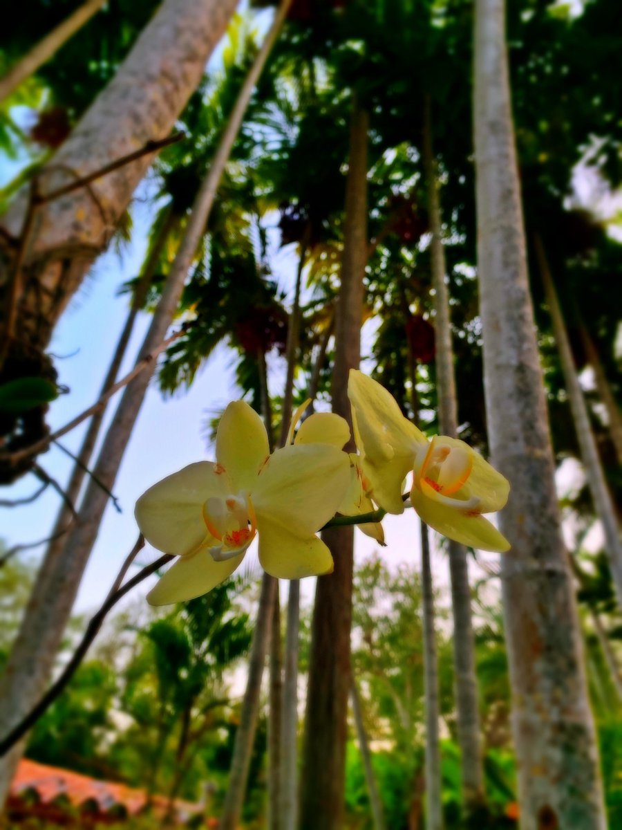 Did you know #orchids are one of the oldest flowering plants, believed to have been around since before the continents separated? Some live up to 100 years! Imagine all the things they’ve seen. #coconutgrove