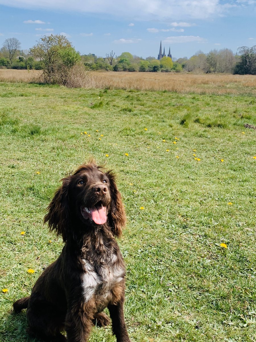 jodymeakin2009's tweet photo. Lovely walk out with these beauts ๐จโ๐ฉโ๐งโ๐ฆ๐พ๐ถ#familytime #ThreeSpires https://t.co/NJd3PQpXwU