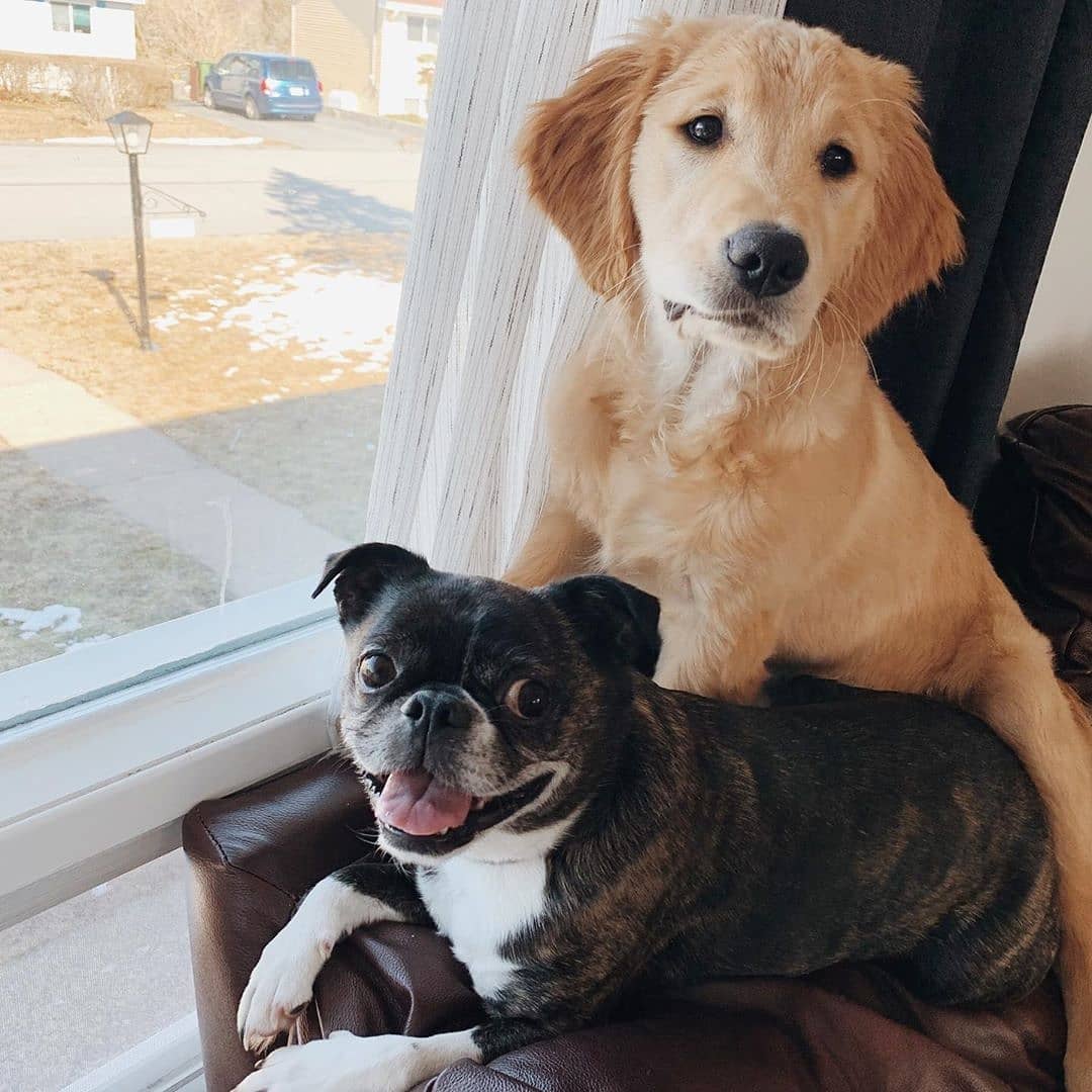 halipawsns's tweet photo. From brady_thegolden_
• • • • • •
Love play dates! #pawfriends #puppylove #puppers #puppiesofinstagram #goldenretriever #goldenretrieversofinstagram #hfxdogs #halifaxdogs #stayhome #bradythegolden https://t.co/CURBmg43H7