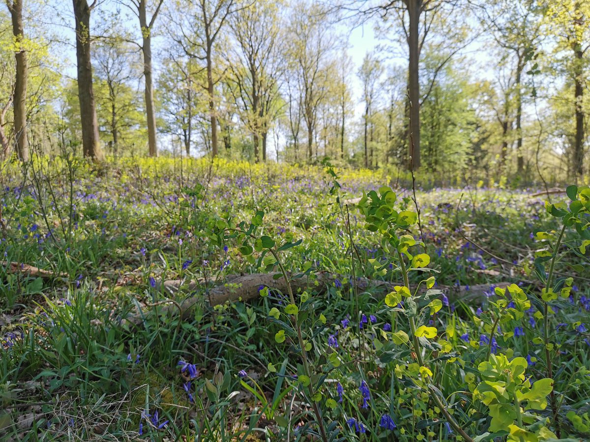tomwardplz's tweet photo. Paris quadrifolia / Herb Paris - what a frickin elegant flower, found again in Ancient #woodland, Oak and Ash dominated by Ash, Acer campestre, Dogs Mercury, your classic basic woodland fellas. Some nice Euphorb action too. #ancientwoodland #ukbotany #melanthiaceae #awi https://t.co/2tRCJ2QLhC