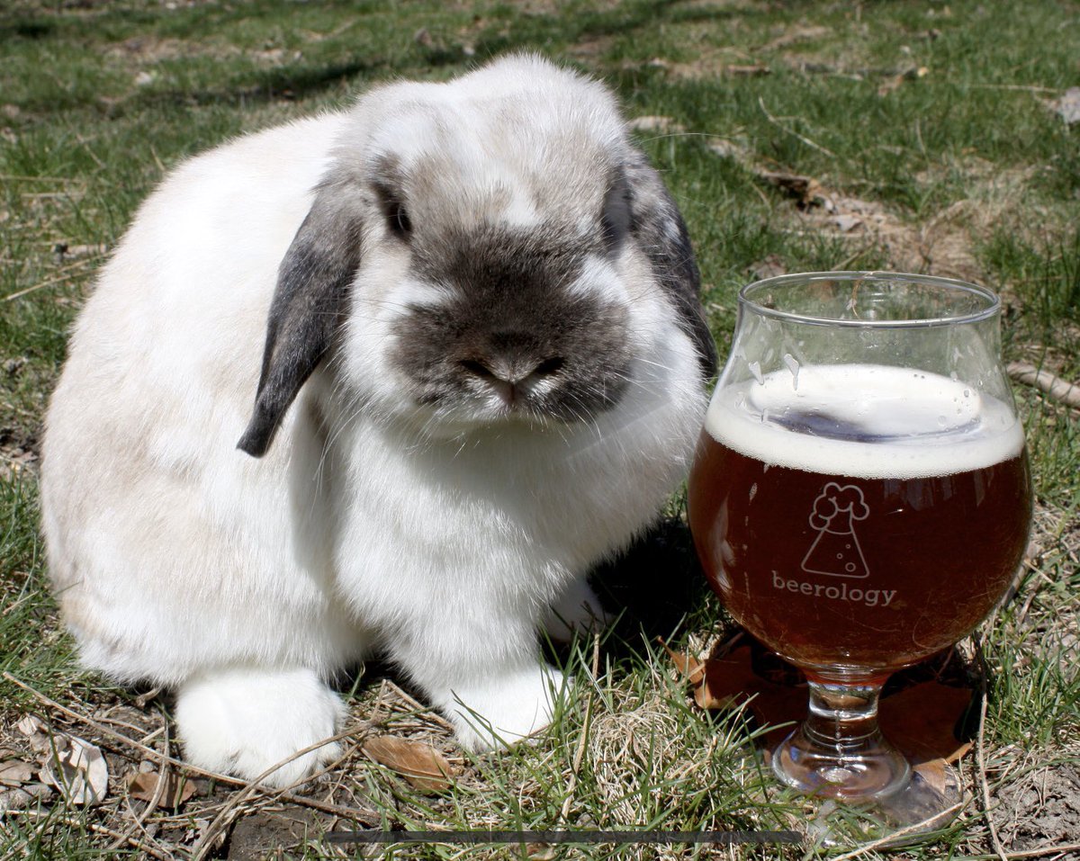 Sip your suds in style with a Beerology snifter glass! This classy, Belgian-style glass features our erlenmeyer flask logo and can hold 16 ounces of your favorite beer or cider.

Bunny not included.

Shop here:
shop.beerology.beer/product/snifte…