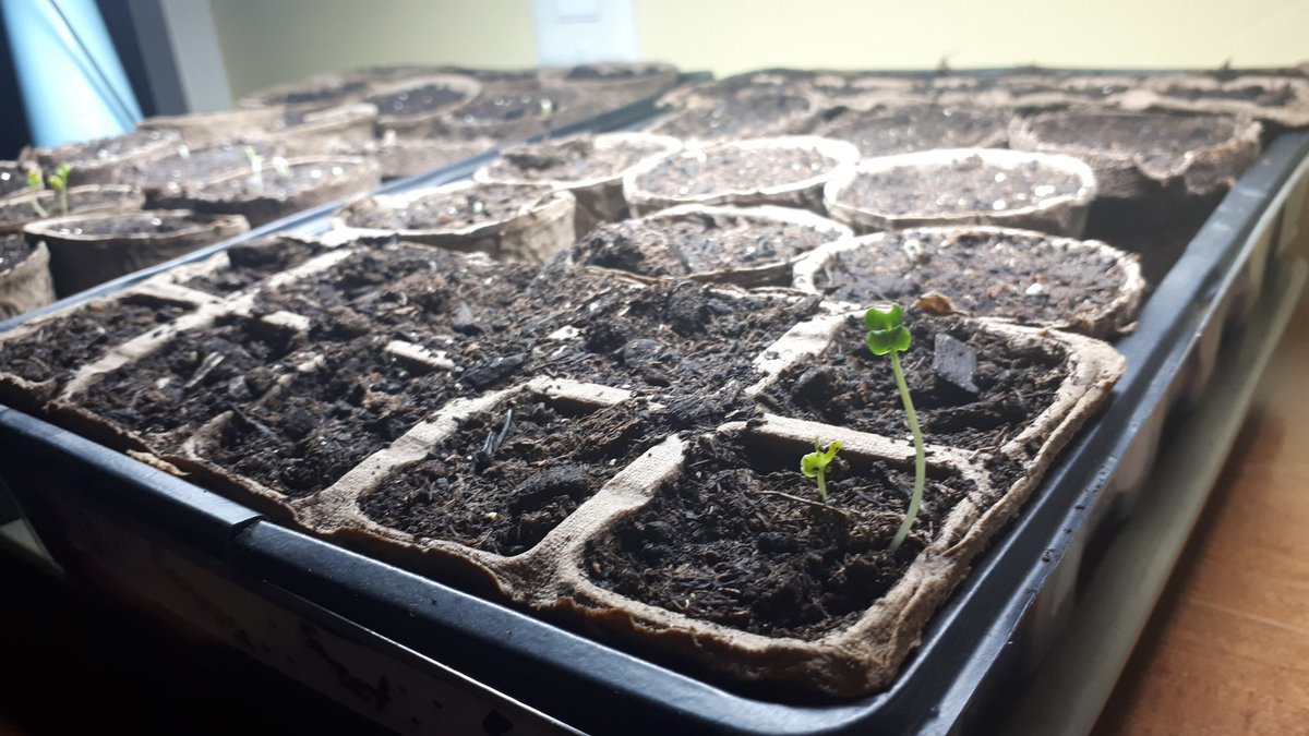 Exciting developments in the past couple of days! Kale and tomatoes have sprouted!!! (And yes, I realise I was super late in starting my seeds, but here we are, and I'm excited!) 
❤🌱❤
#seedstarting #seeds #tomatoes #kale #growyourownfood #foodgarden #stayhome