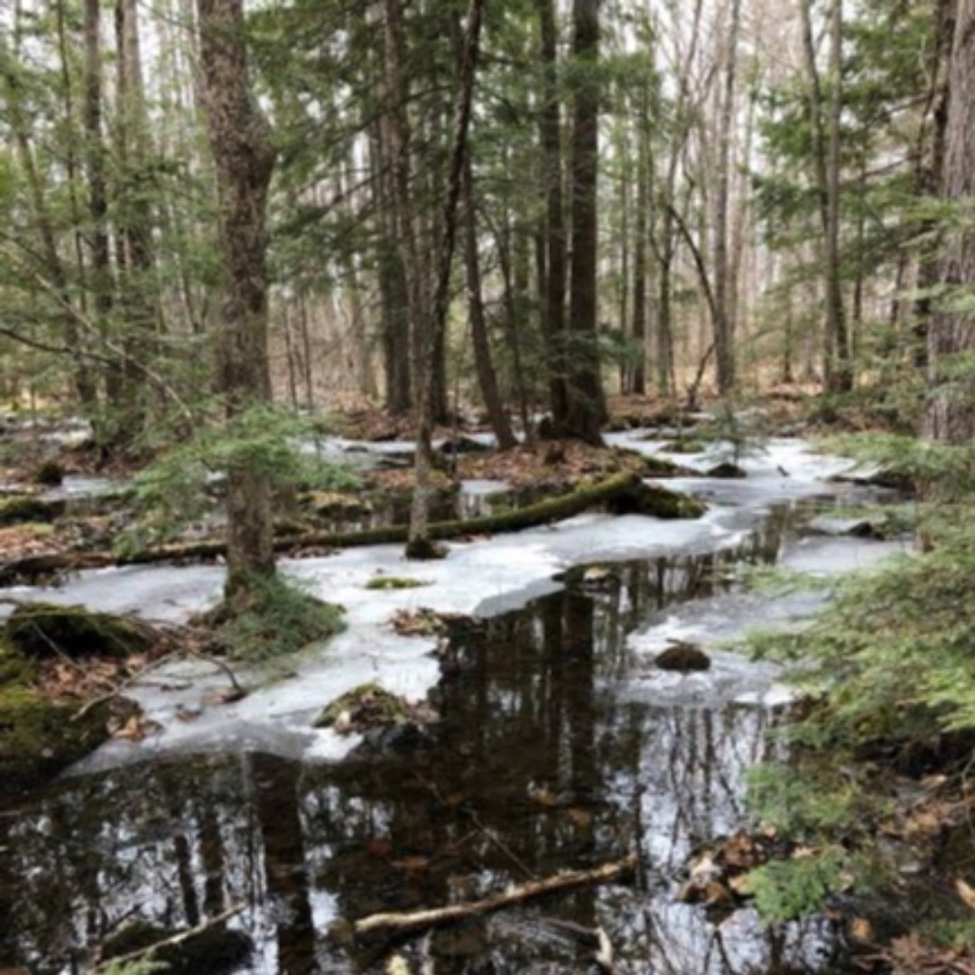 Forest_Society's tweet photo. City Dwellers Need Fresh Air, Too: For those in #NH cities, getting outside is more complicated now. Thanks to Maria Finnegan, Forest Society manager of individual giving, for a guide to trails near her Nashua home. #BeSafeBeWellBeLocal this weekend! https://t.co/q8HrhAopi3 https://t.co/bdhip26LV8