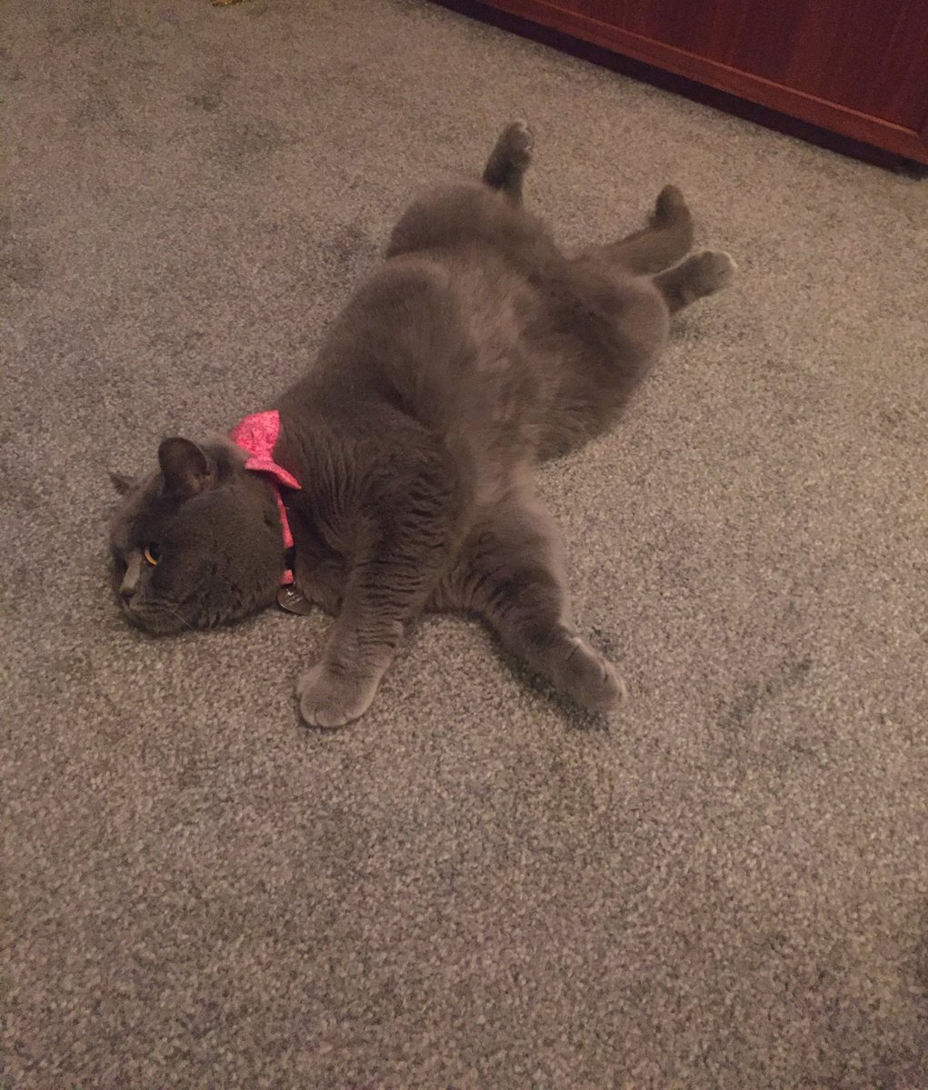 Sprawled for #jellybellyfriday 
😺
#catlife #CatsOfTwitter 🐾❤️🐾