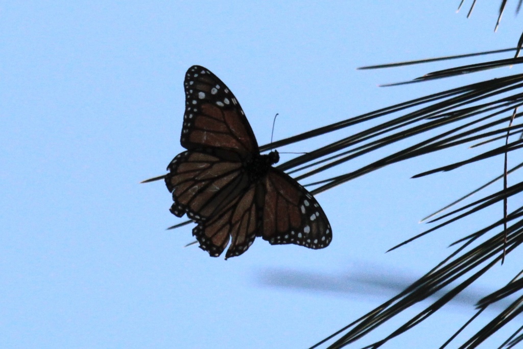 Western Monarch Mystery Challenge (@wmonarchmystery) on Twitter photo Our ninth prize winner is danielgeorge from iNaturalist.org! This sighting is the most easterly report we've received, near <a href="/PinnaclesNPS/">PinnaclesNPS</a>!
Take a look at how battered those wings are. This monarch has probably been traveling around for quite some time. Our ninth prize winner is danielgeorge from iNaturalist.org! This sighting is the most easterly report we've received, near <a href="/PinnaclesNPS/">PinnaclesNPS</a>!
Take a look at how battered those wings are. This monarch has probably been traveling around for quite some time.
