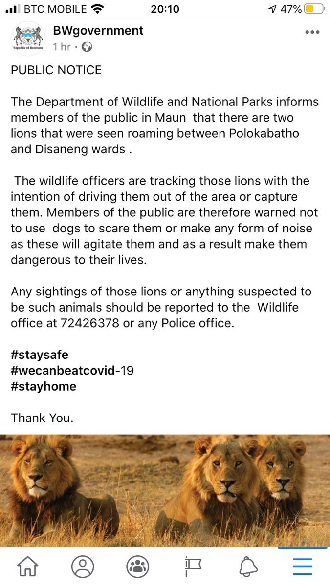 There have been many stories of wildlife retaking towns and villages throughout the world. Seems it is now the turn of Maun... #botswana #wildlife Stay safe Maunites!