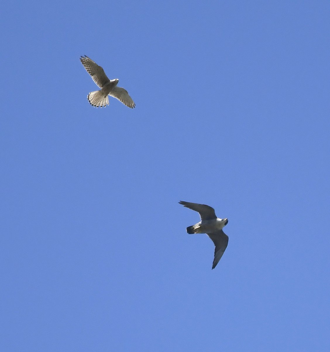 22 and 23. Peregrine Falcon & Kestrel Having a lazy moment laying on my swing-seat looking at the sky yesterday, when I saw this drama playing out between Falcons, very high above! The Kestrel (smaller bird) kept mobbing the Peregrine! Wonderful! #LockdownGardenBirdsSeen 