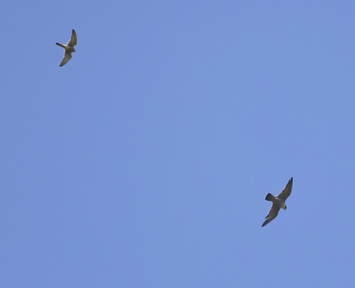 22 and 23. Peregrine Falcon & Kestrel Having a lazy moment laying on my swing-seat looking at the sky yesterday, when I saw this drama playing out between Falcons, very high above! The Kestrel (smaller bird) kept mobbing the Peregrine! Wonderful! #LockdownGardenBirdsSeen 