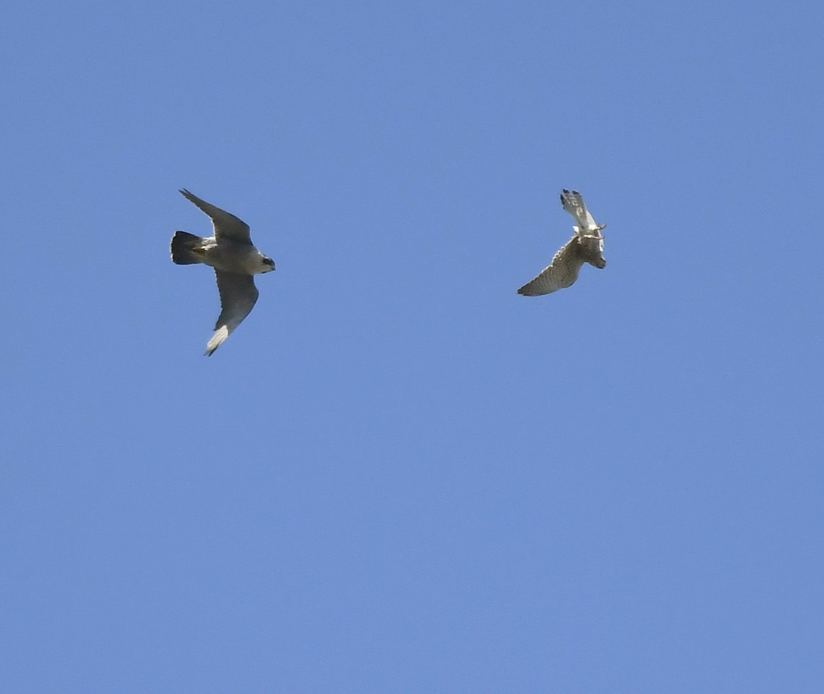 22 and 23. Peregrine Falcon & Kestrel Having a lazy moment laying on my swing-seat looking at the sky yesterday, when I saw this drama playing out between Falcons, very high above! The Kestrel (smaller bird) kept mobbing the Peregrine! Wonderful! #LockdownGardenBirdsSeen 
