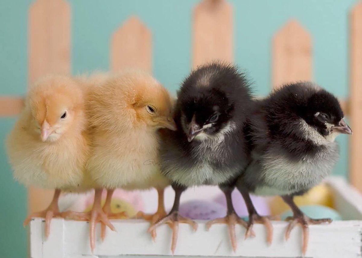 MsYoungs_Class's tweet photo. Love ending the week w Zoom Meetings! Today was Rainbow Scavenger Hunt! I called out a color &amp; Ss had to find something that color! We shared &amp; returned item to original location (key direction) before the next color! Ss also enjoying watching my chicks grow!😍 #bewes #mpslearns https://t.co/FVfDbSE2LR