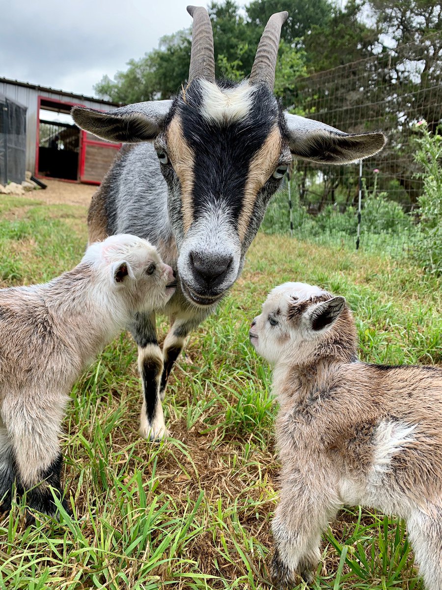 Penelope is a great momma! Some one is a lil milk drunk #Goatlife