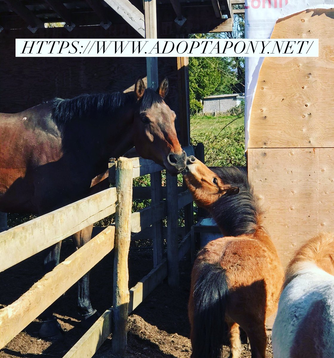 AandTequestrian's tweet photo. It’s contest time on our Instagram page!! 🥳
If you haven’t followed us , nows the time! 📱
Our link is below to make it easy for you. 🙂 
Good luck 😉!

https://t.co/JUURH5ktSQ https://t.co/xZgmSbNA58