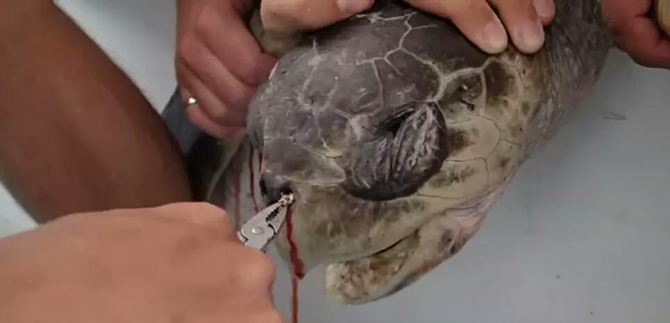 monde_biodi's tweet photo. A l'heure où le plastique revient au goût du jour,
N'oublions pas qu'il tue chaque année plus de 100 000 mammifères marins, et pas que. https://t.co/tfgDJ6bCoz