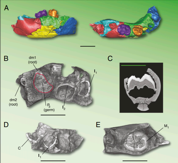 SJCott's tweet photo. This immature hominin fossil (TD6) from the European Lower Pleistocene is the earliest evidence of a modern
human dental development pattern; perhaps these hominins had a prolonged childhood within the range of modern humans?! #FossilFriday https://t.co/4XDcbXSbC8 https://t.co/SIEcywLt36