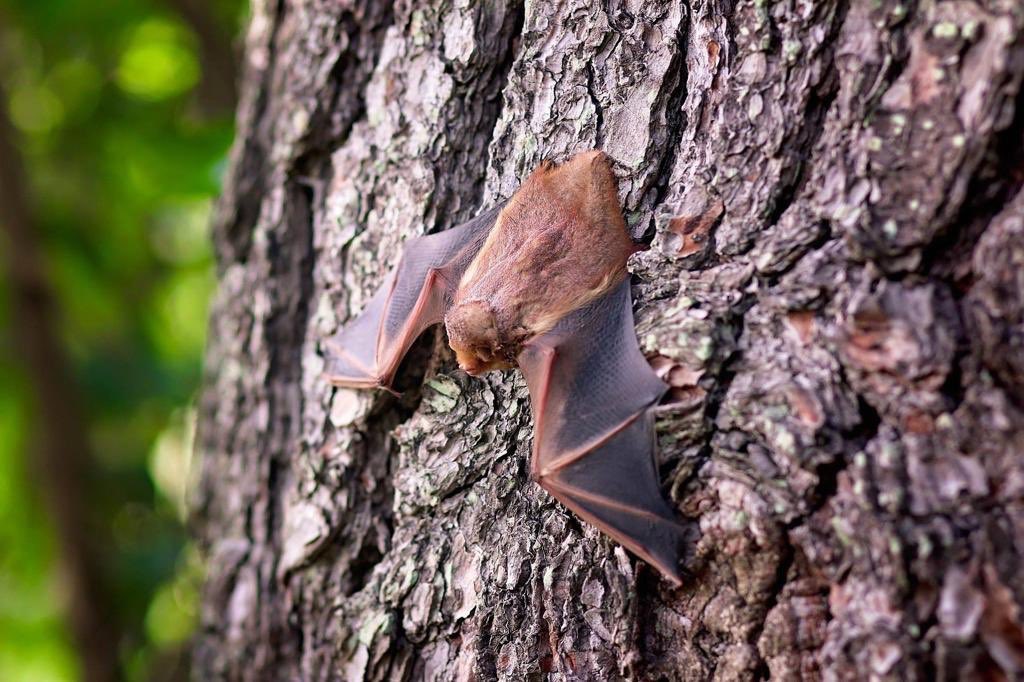 Interesting fact. On #BatAppreciationDay 70% of these lovelies can help to #FightMalaria by eating the mosquitoes.
Stop witch-hunting them because they’re real queens when it comes to pollination, disease and pest control👏🏾