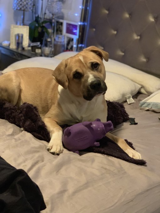 Hey guys Rex is back in the veterinary hospital... he was yelping while trying to walk and fell over