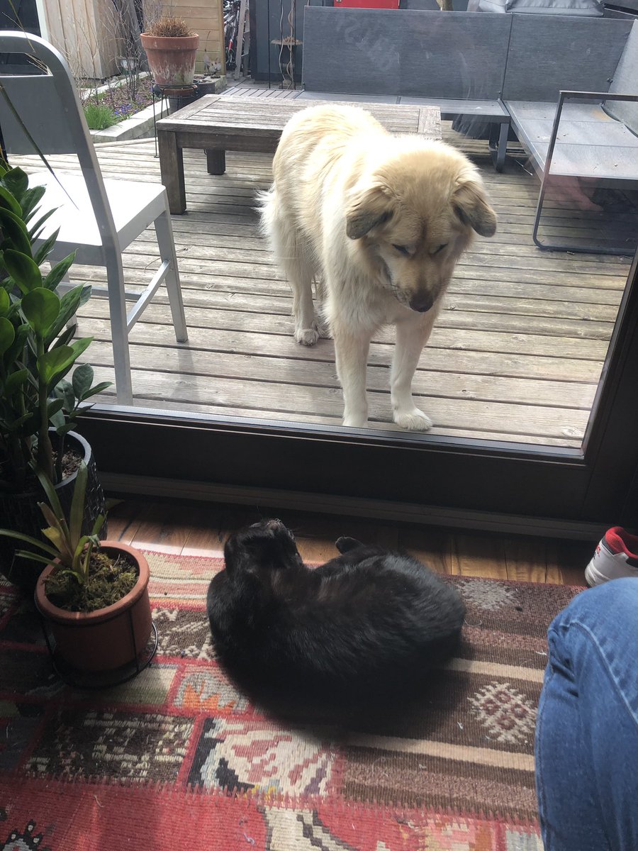 Isabel_Terrell_'s tweet photo. Hello! My cat and I have relocated to my partner’s place to co-isolate and I just wanted to share that #Covid_19 physical distancing has brought two unlikely pals together and it’s as cute as at sounds. That is all. You’re welcome. #oppositesattract #HealthyAtHome https://t.co/7eO5NydO26