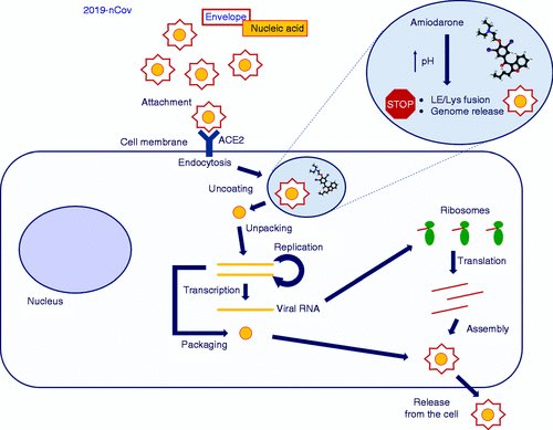 Müjdeli bir haber vereyim:
Kalp hastalarında ritim düzenleyici olarak kullandığımız #amiodarone ilacının corona hastalığının tedavisinde kullanılabileceği belirtiliyor.

Bu ilacın virüsün hem hücreye girişini hem de hücrelerde çoğalmasını engellediği daha önce kanıtlanmış.
