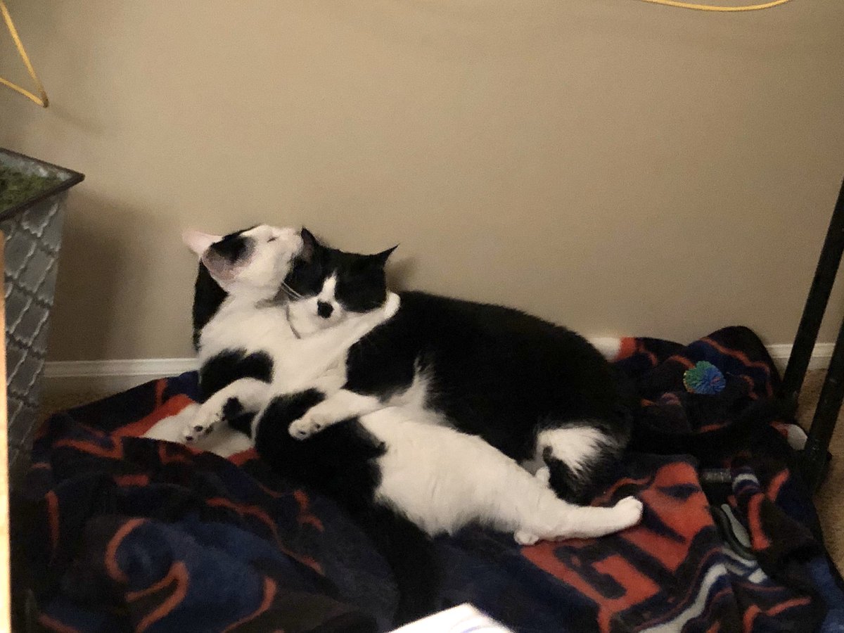 My family decided to foster two cats during the quar. We have never had cats in this family before. Approximately 300 times a day someone says "omg look" and everyone runs in the room to see what they're doing. Here's a thread of reasons that has happened (PS they are ADOPTABLE)