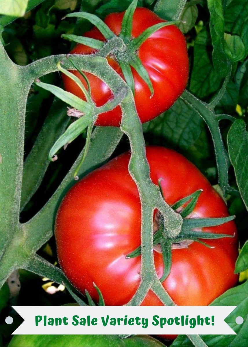 The Hamson DX 52-12 may sound like an automotive part, but it’s a wonderfully reliable and tasty tomato variety bred by Dr. Hamson right here in Utah to keep on producing right through our hot summers. It's the perfect variety to rely on for a steady supply of juicy tomatoes!