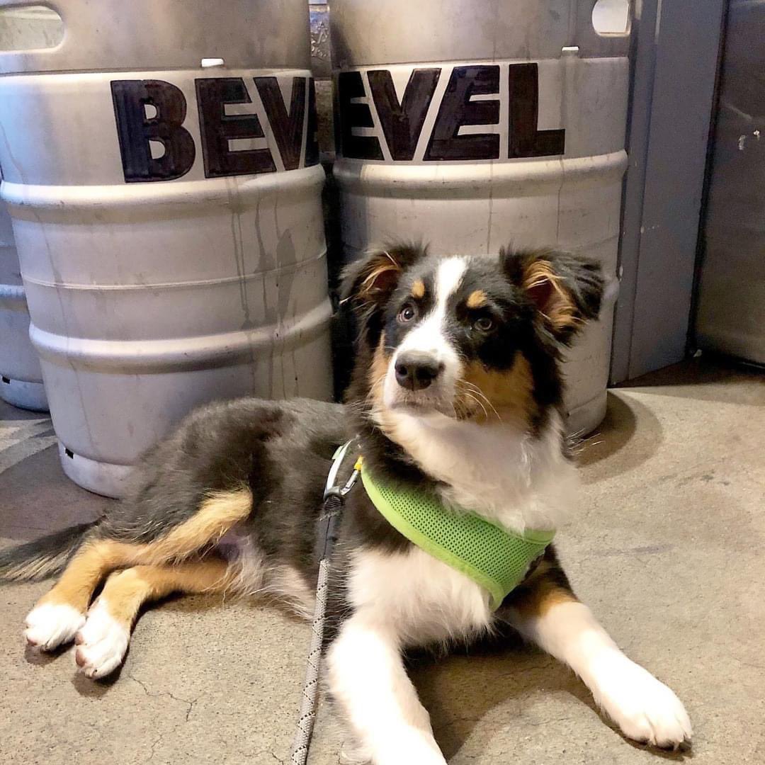 FLPBenefit's tweet photo. New to the IPA tasting this year, is local @bevelbeer #inBend! ❤️ Taste their stellar #beer on July 18th at American Legion Park. #Dogs welcome 🐶 #lovelocal #beerme 🍺 https://t.co/JsmJJvAbME