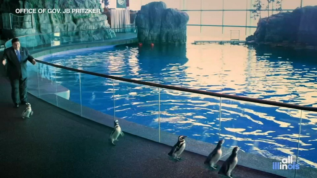 ABC7Chicago's tweet photo. Shedd Aquarium penguins, other marine life help Gov. Pritzker demonstrate social distancing in adorable PSA https://t.co/ygCWX7LA6W https://t.co/x3MVZNPPg7