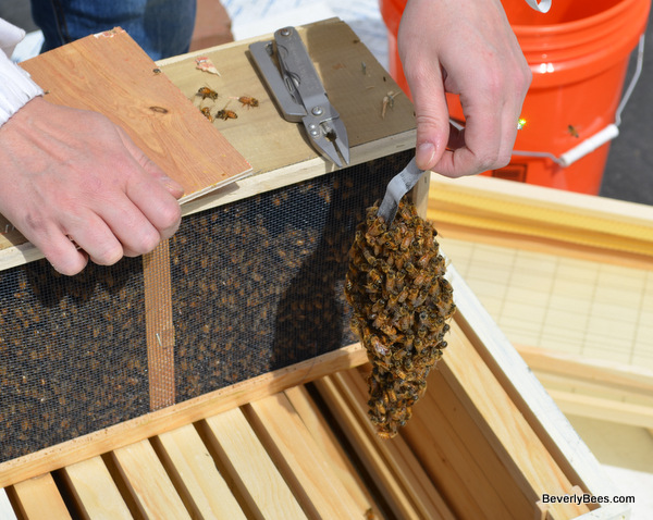 BeverlyBees's tweet image. 2020 Bee Packages Almost Sold Out! Order Now for April 30th Pick Up! - mailchi.mp/fd18c10e326e/o…
beverlybees.com/product/3-lb-p… #beginnerbeekeeper #makehoney #getstartedbeekeeping #buybees #honeybees #victorygarden #growyourownfood #beekeeper #3lbpackagebees #italianbees #newbee