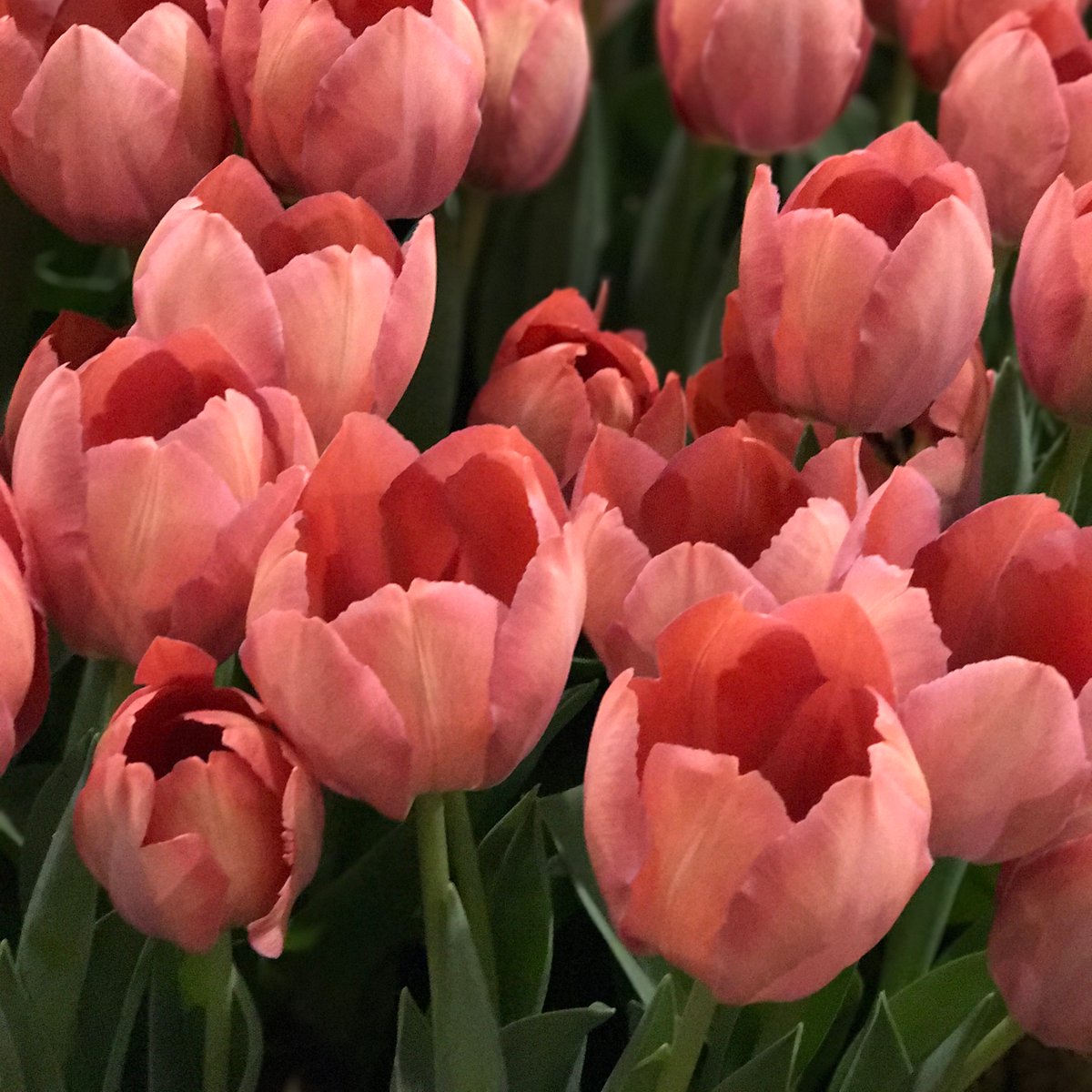 This week has flown by! Can you believe it is already Friday? Sharing these gorgeous tulips to add some extra brightness to your day 🤩🌷 

#gardening #stayhome #gardeningisnotcancelled