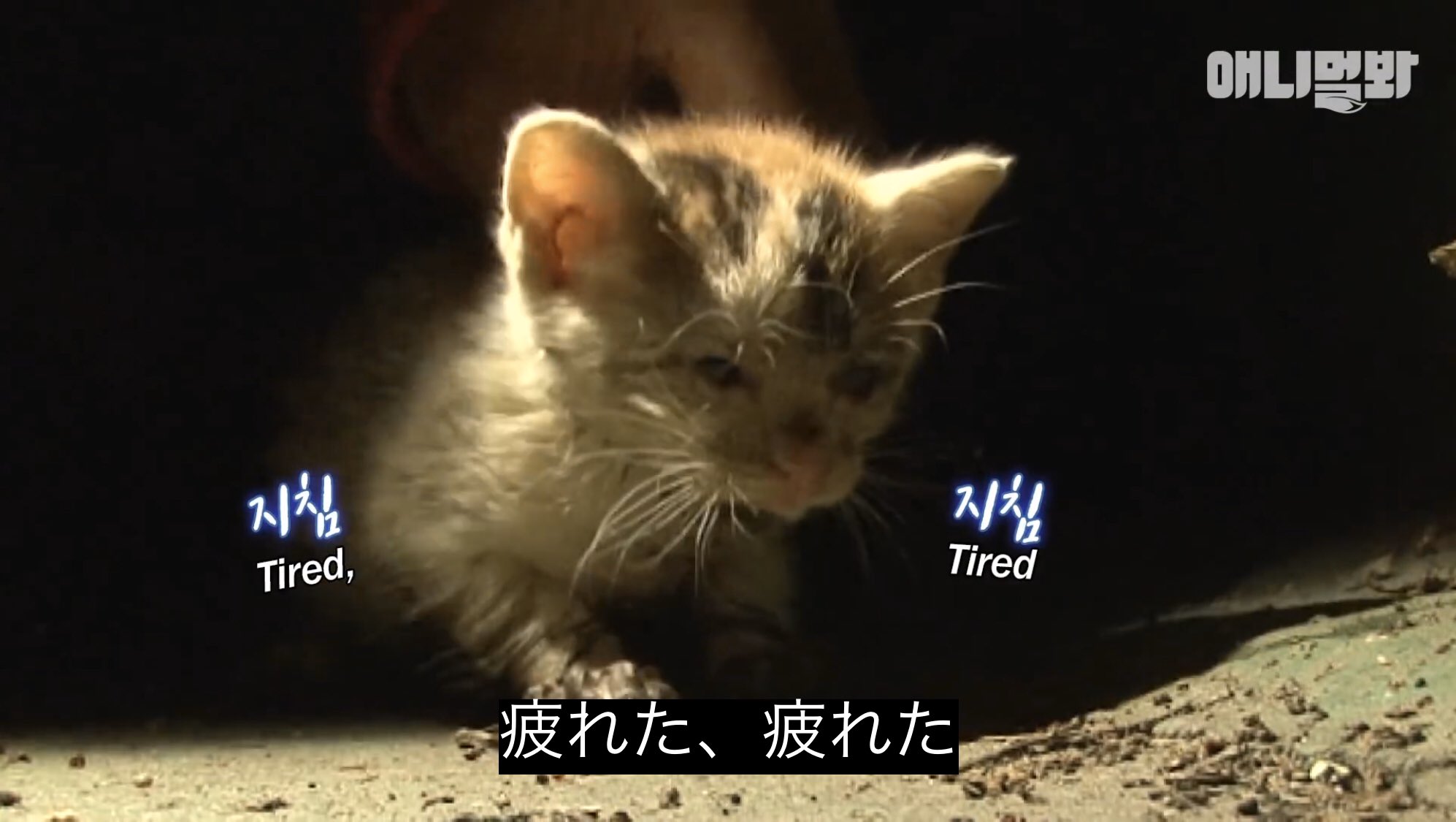 どうぶつ動画字幕bot 疲れた 疲れたhttps T Co Ijeuyggkmt Twitter どうぶつ動画字幕bot 疲れた 疲れたhttps T Co Ijeuyggkmt Twitter