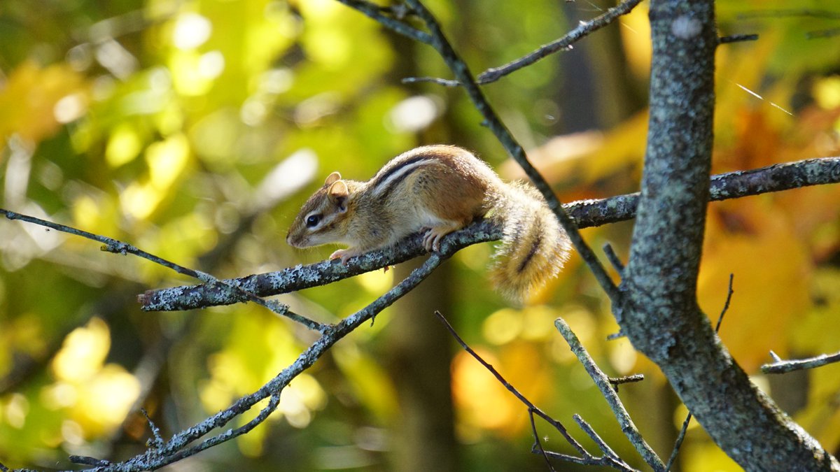 With the snow all but gone, you should be seeing more mammal activity as well at your feeders. We have two different species of squirrel that frequent our feeders and chipmunks have started to join them. Keep an eye out for all types of nature in your backyard!