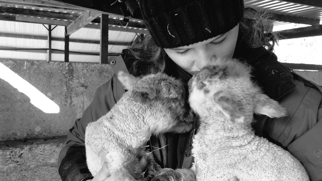 IFJaCs_farm's tweet photo. Lambing 2020 so far @lamlacvolac #lambing2020 #sheep365 #Dorset #farmlife https://t.co/DMraDGOWhX