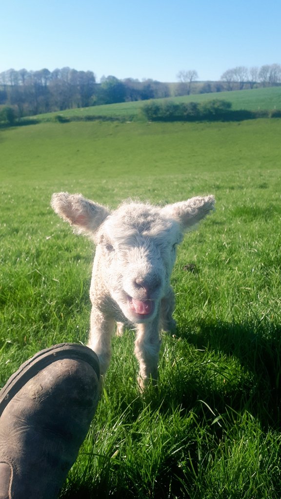 IFJaCs_farm's tweet photo. Lambing 2020 so far @lamlacvolac #lambing2020 #sheep365 #Dorset #farmlife https://t.co/DMraDGOWhX
