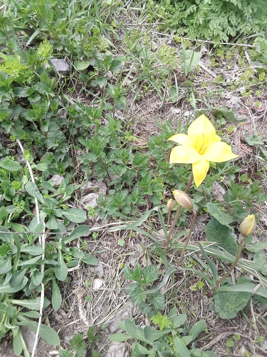 Kulîlkan dîsa welat şên kirine #KurdHevduDişopînin