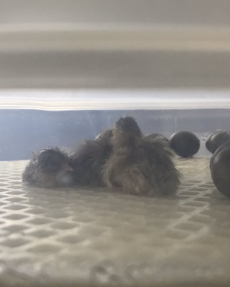 quail_button's tweet image. We have 4 babies so far!  These guys were right on time and hatched in about 15 minutes total. They are drying in their incubator while peeping to encourage their siblings to hatch!