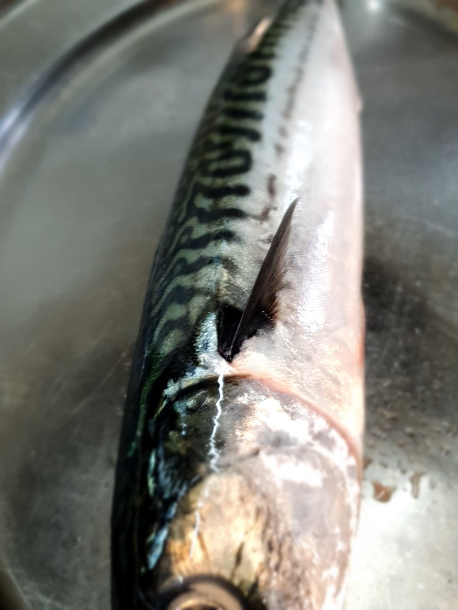 OnLilys's tweet photo. Fresh Delivery of Hake and Mackerel from @KishFish From the sea straight to Lilys. #FreshFish #LilysGourmetTakeaway #LetUsLookAfterYou #WicklowFood #FromLilysWithLove #PivotAndAdapt https://t.co/EmGzmH1ogB