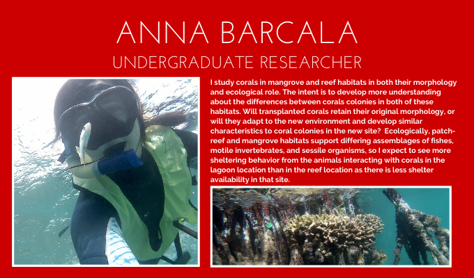 BUMPatBU's tweet photo. Did you know corals grow in mangroves? #Undergraduate researchers, like Anna (BUMP '20) are working toward understanding the morphological and ecological differences between reef and mangrove corals.
#GoBUMP #BU2024 @BU_Biology @BUEarth @BU_CAS https://t.co/rwKKEJ1xlr