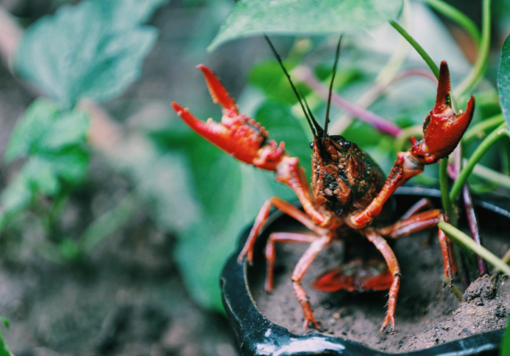 Surviving Uncertainty: Lessons from a Lobster letmylegacybelove.com/surviving-unce…